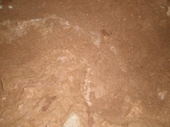 ImgAmfores3.JPG, 21 KB